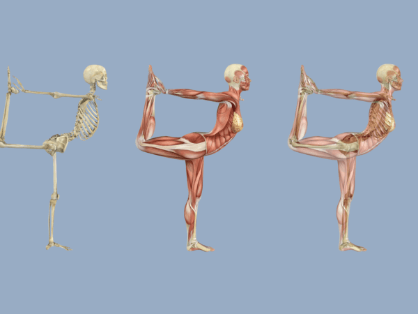 <br>ANATOMIE & YOGA