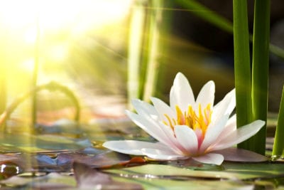 HORMOON YOGA THERAPIE